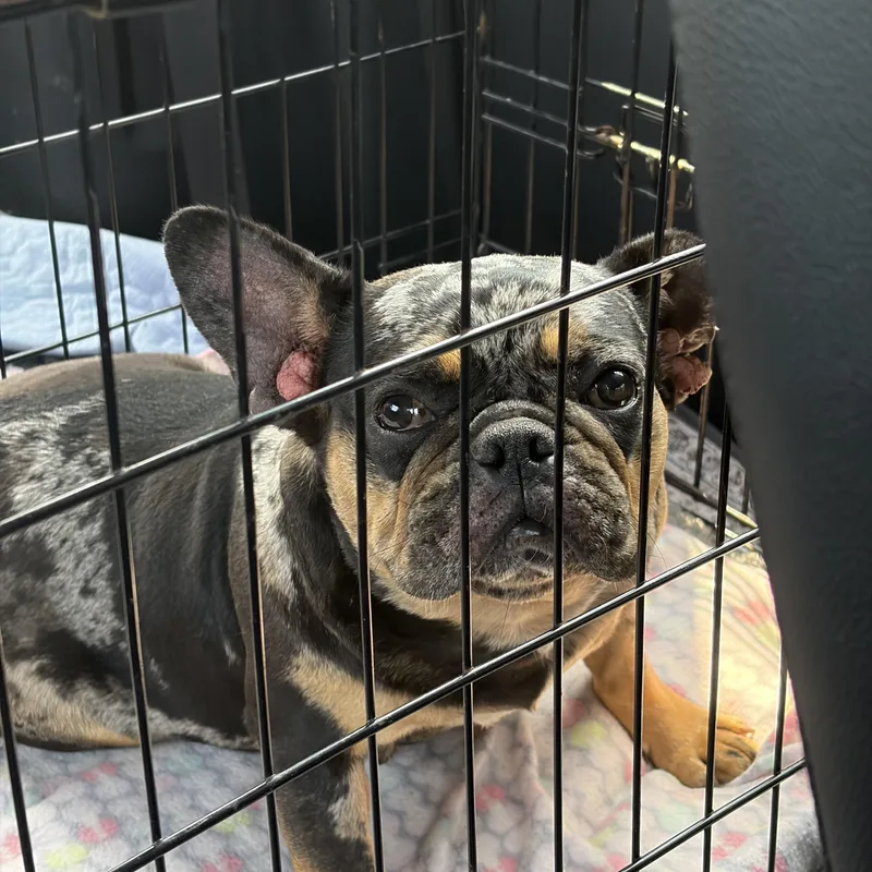 Maggie