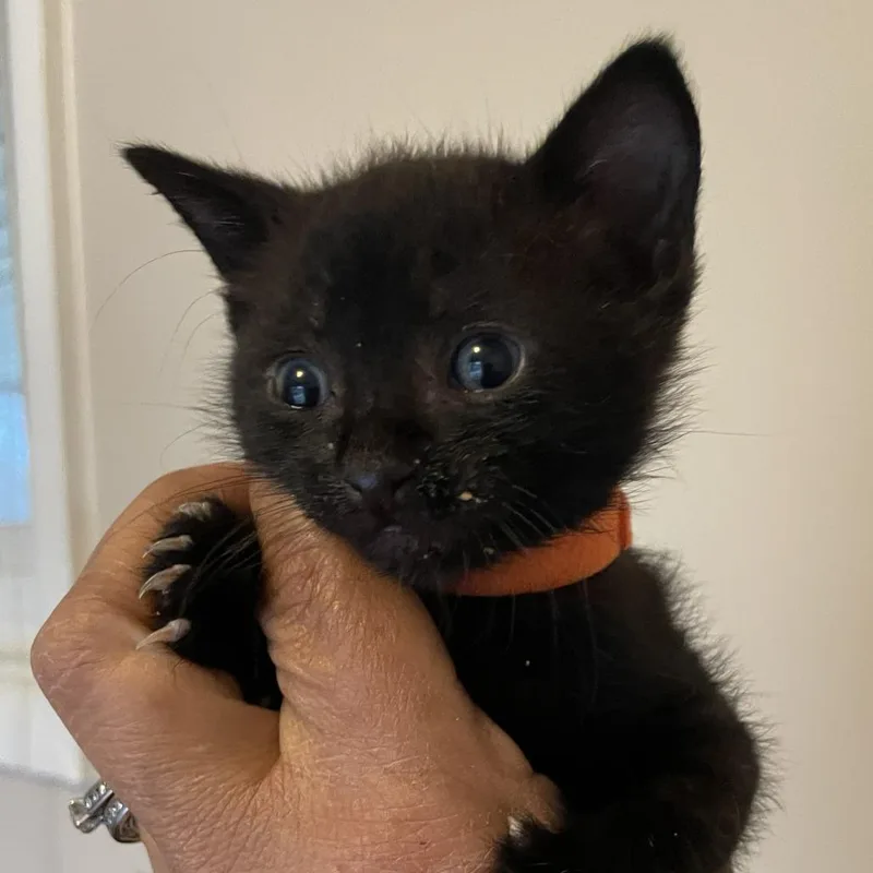 A baby small-sized male Black Domestic Short Hair cat named Ted for adoption in Bel Air, MD