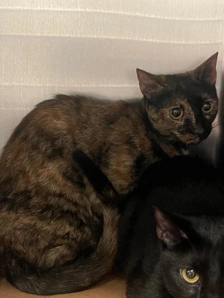 A young large-sized female Domestic Short Hair cat named Mekena for adoption in Cartersville , GA