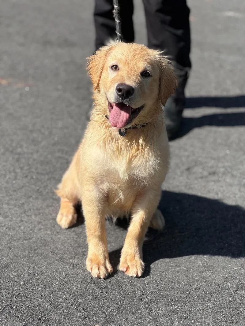 A young large-sized female White / Cream Golden Retriever dog named Marie for adoption in Sumter, SC
