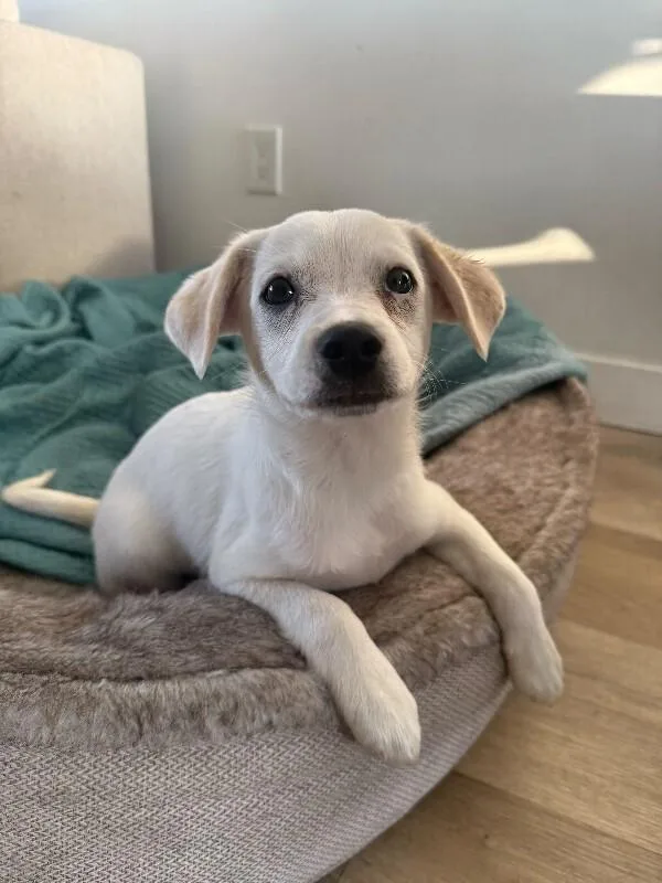 A young small-sized male White / Cream Chihuahua dog named Jett for adoption in Manhattan Beach, CA