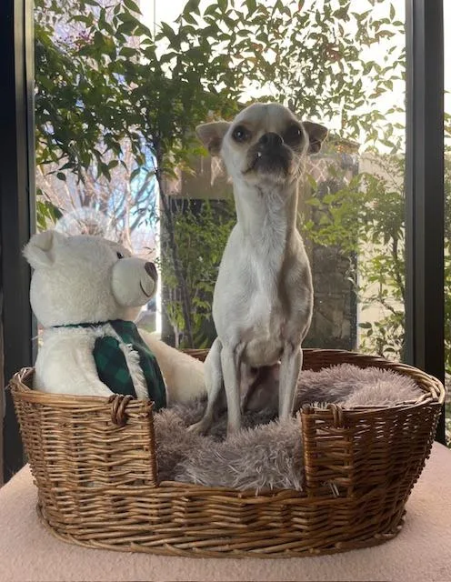 A young small-sized male Chihuahua dog named Dinny for adoption in Fort Worth, TX
