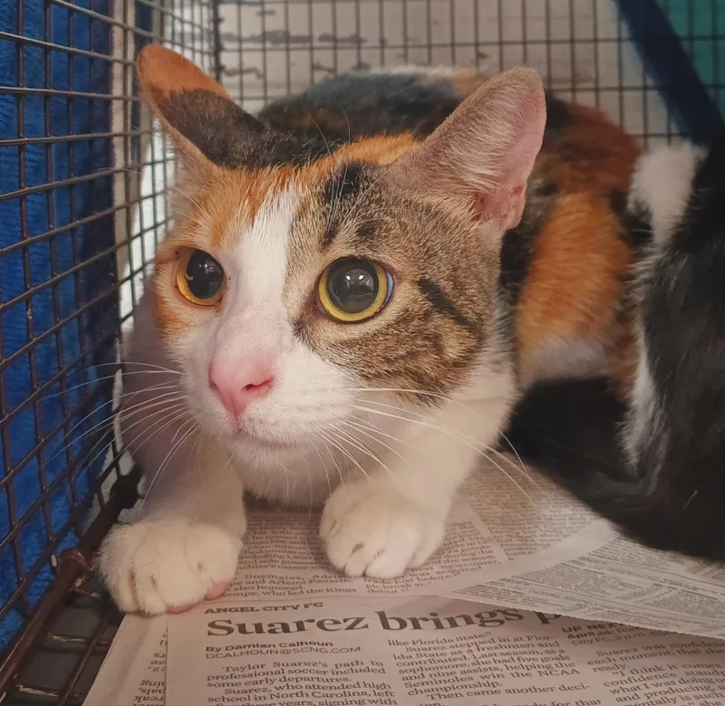 A young small-sized female Domestic Short Hair cat named Princesa for adoption in Los Angeles, CA