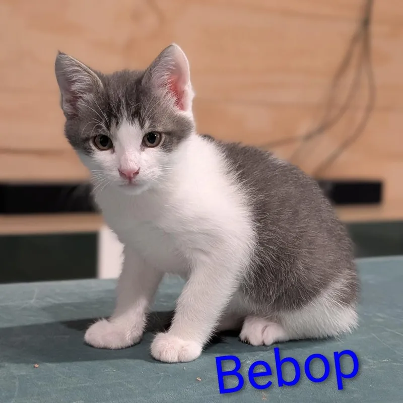 Bebop