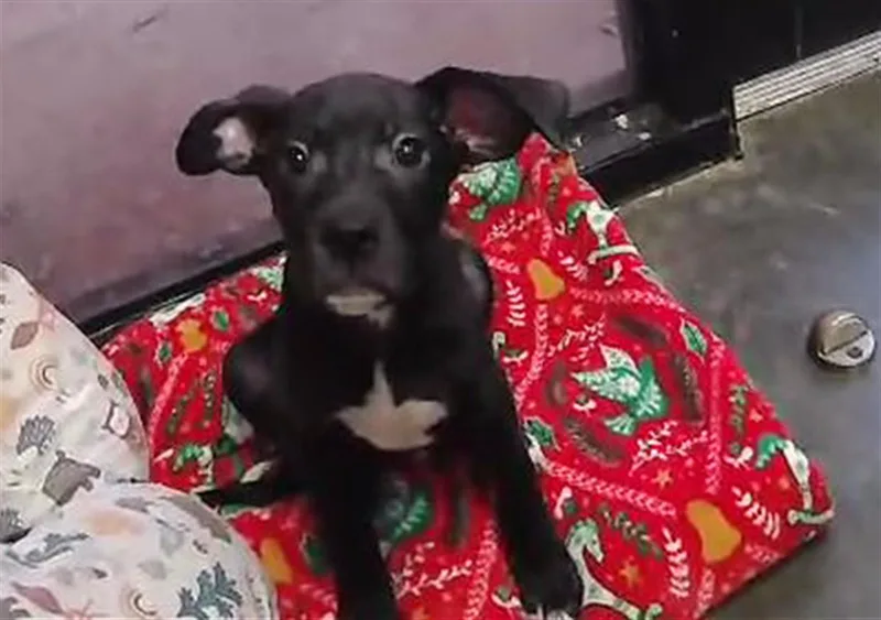 A baby small-sized male Pit Bull Terrier dog named Lincoln for adoption in Tulsa, OK