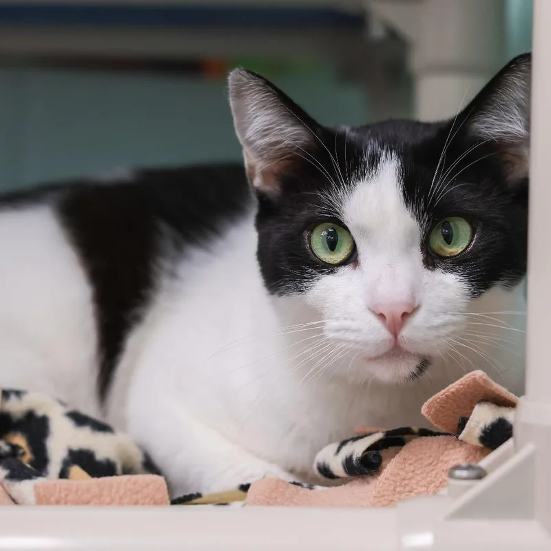An adult small-sized male Black Domestic Short Hair cat named Oreo for adoption in Los Angeles, CA