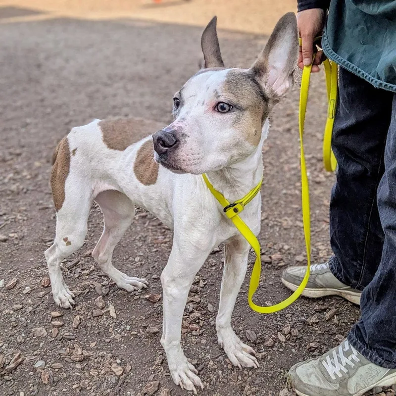 Frosted Flakes thumbnail 2