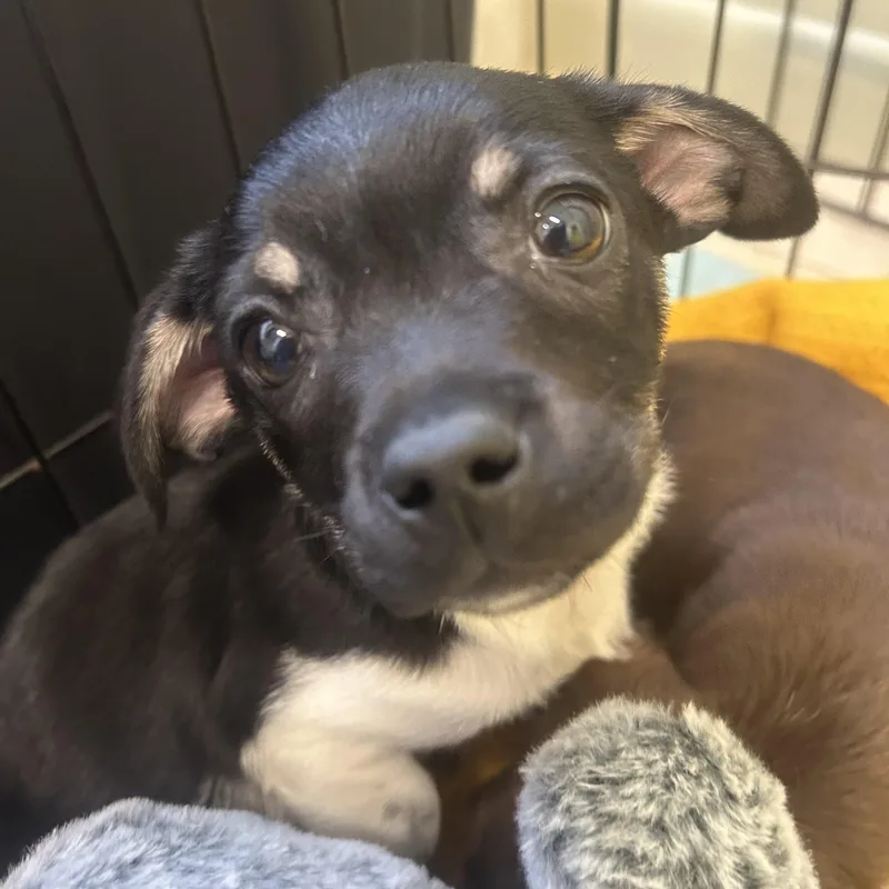 Shoprite thumbnail 3