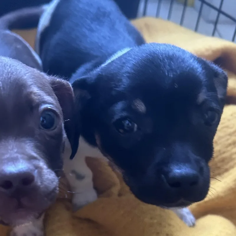 Shoprite thumbnail 4