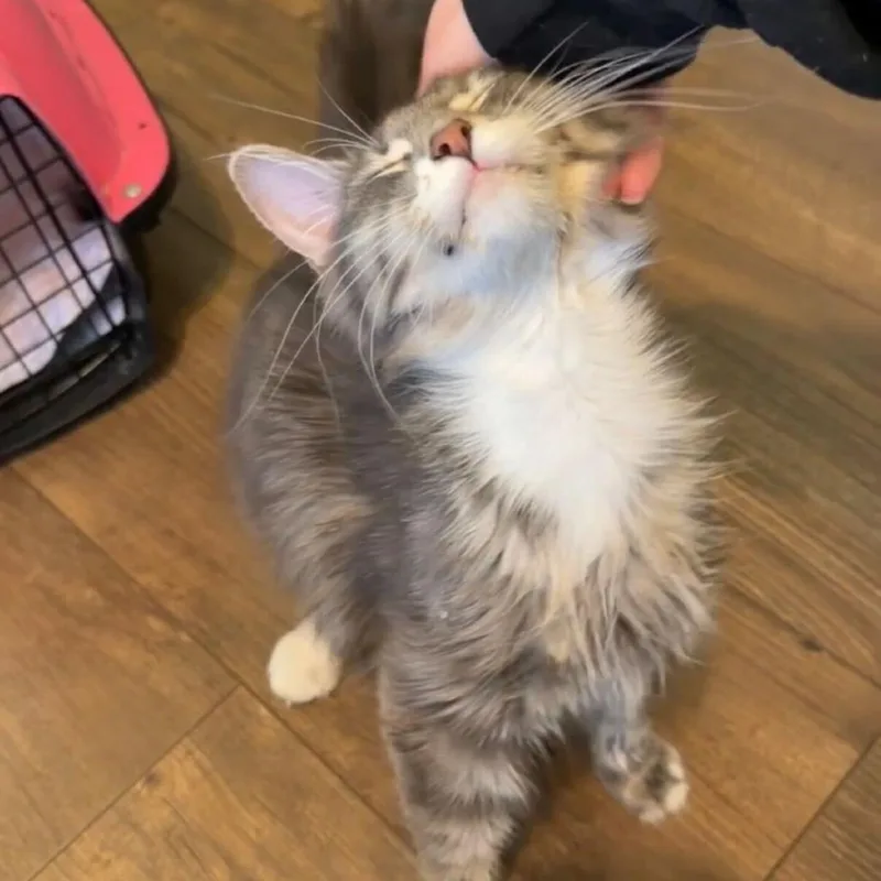 An adult medium-sized female Gray / Blue / Silver Domestic Medium Hair cat named Priscilla for adoption in Davenport, IA