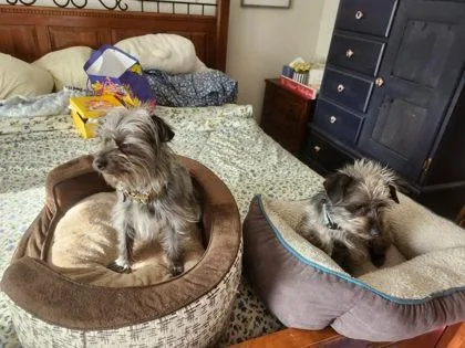 An adult small-sized female Yorkshire Terrier dog named Roxy for adoption in Hillsboro, OR