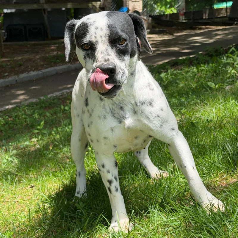 A young medium-sized female White / Cream Bulldog dog named Diane for adoption in Latrobe, PA