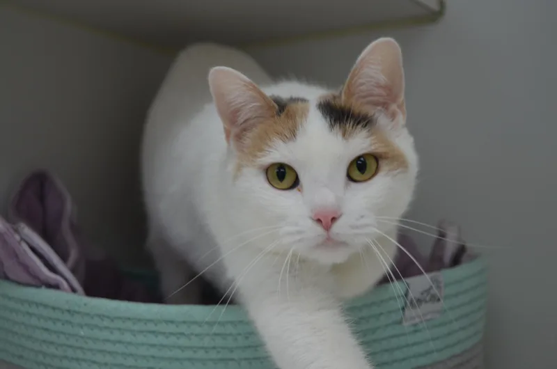 A young medium-sized female White Domestic Short Hair cat named Snow for adoption in Westbrook, CT