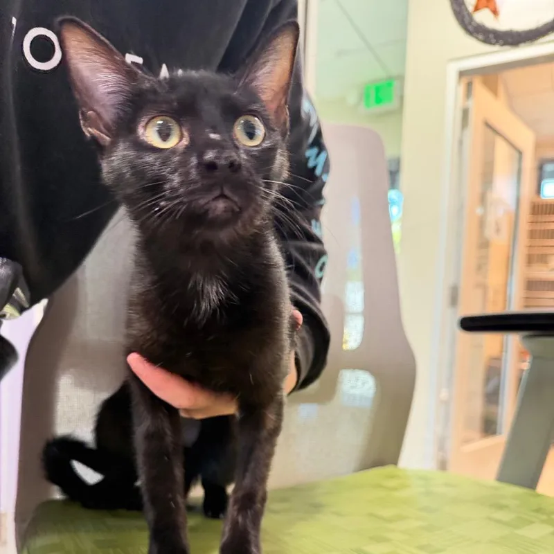 A young medium-sized female Domestic Short Hair cat named Purrpresso for adoption in Englewood, FL