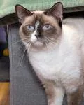 A young medium-sized female Smoke Snowshoe cat named Swiss Miss for adoption in House Springs, MO