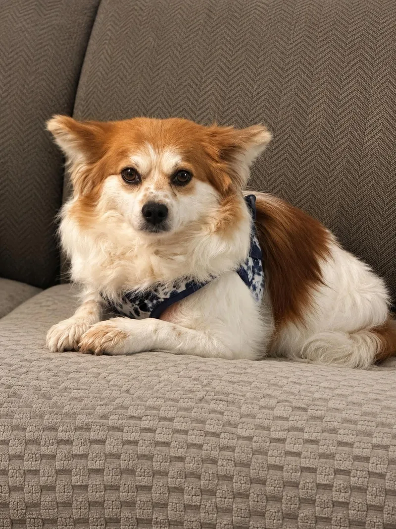 An adult medium-sized female Pomeranian dog named Trixie for adoption in Hop Bottom, PA