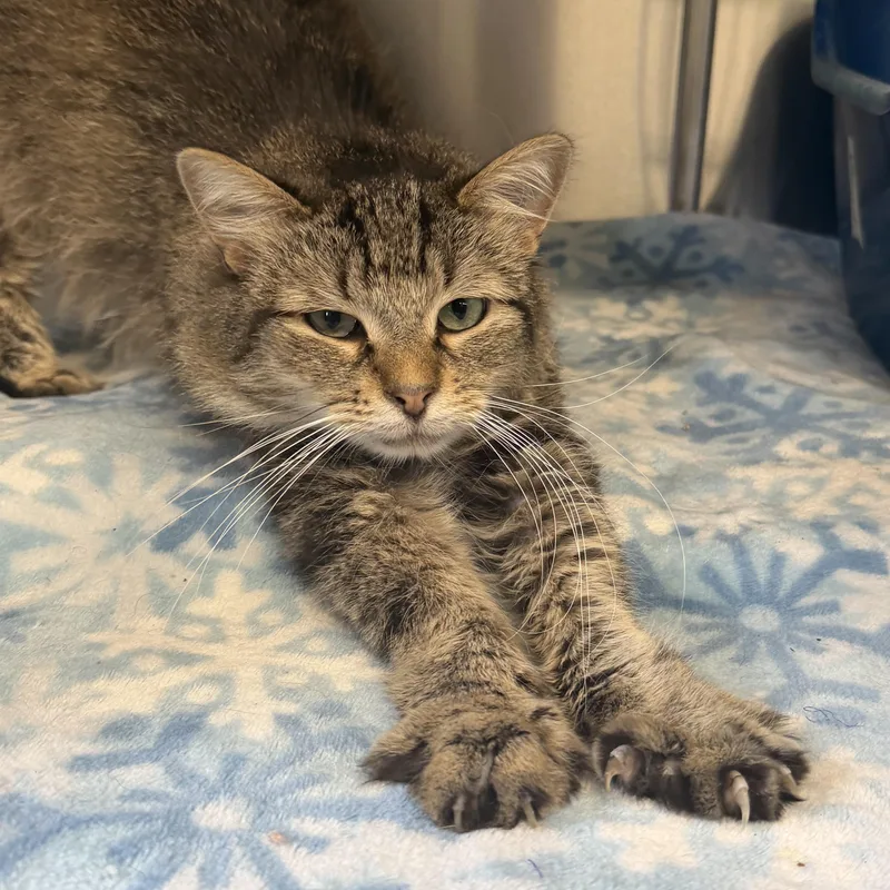 An adult medium-sized female Domestic Long Hair cat named Tiny for adoption in Mount Pleasant, MI