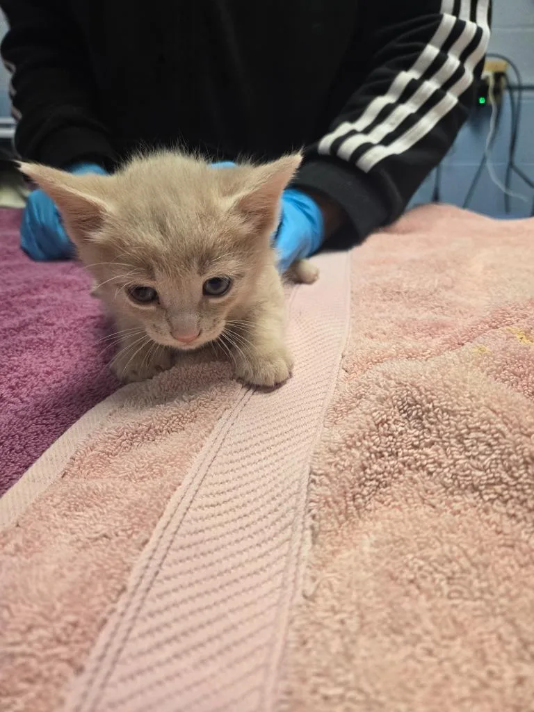 A baby large-sized male Domestic Short Hair cat named Honey Pony for adoption in Detroit, MI