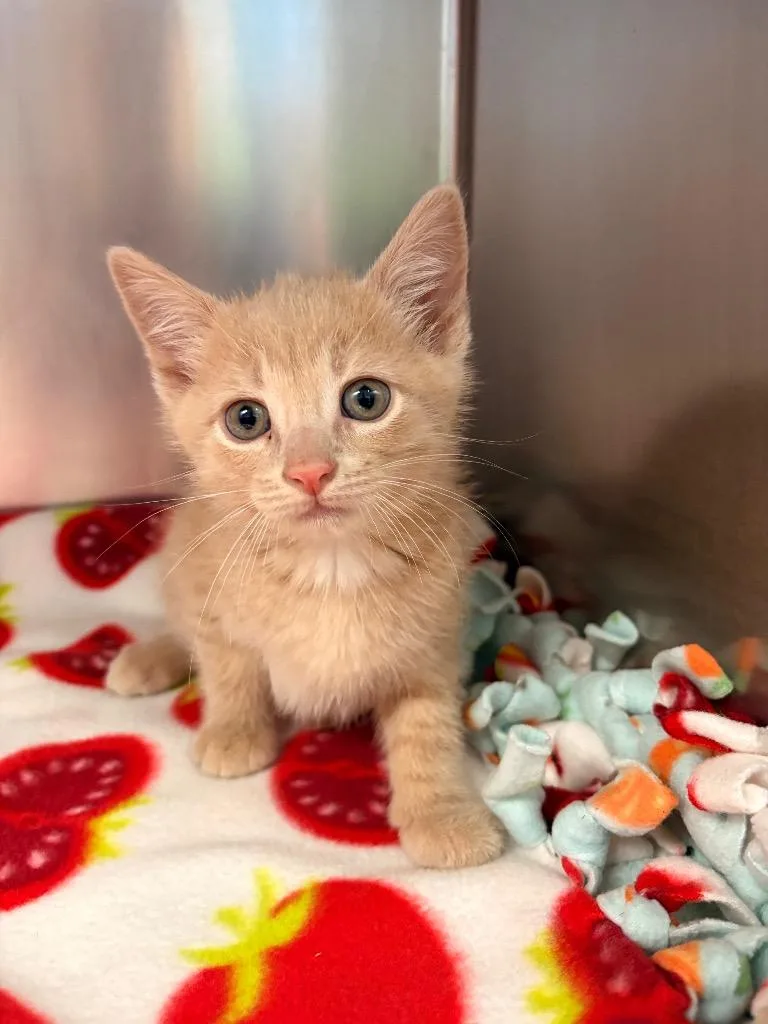 Honey Pony thumbnail 2