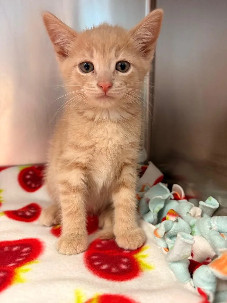 Honey Pony thumbnail 3