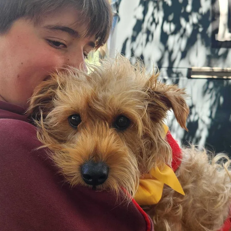 An adult small-sized male Golden Terrier dog named Fig for adoption in San Francisco, CA