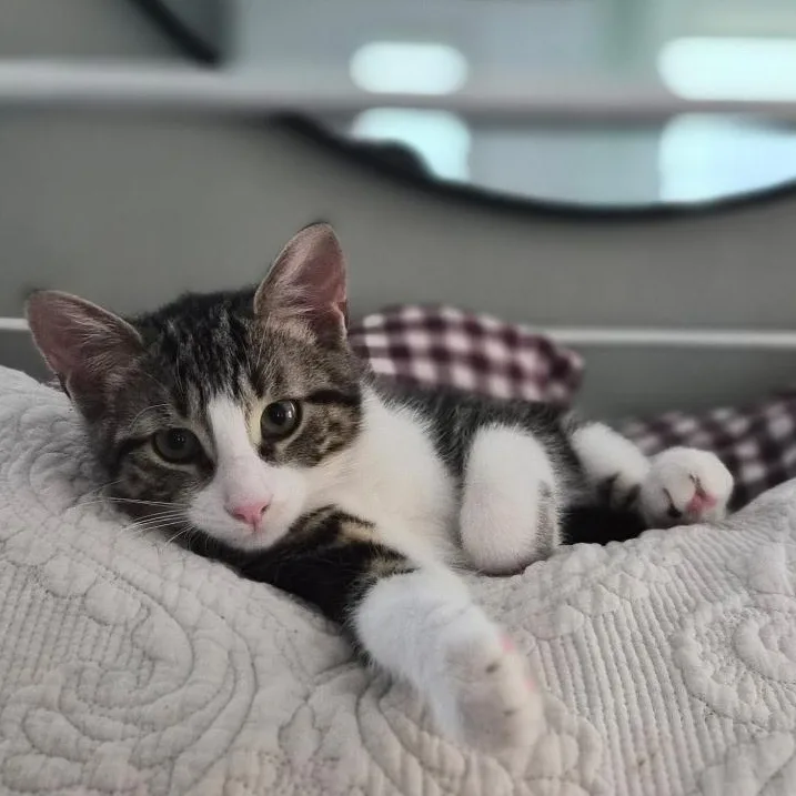 A baby medium-sized male Gray & White Tabby cat named Lil' Jo for adoption in Pompton Lakes, NJ