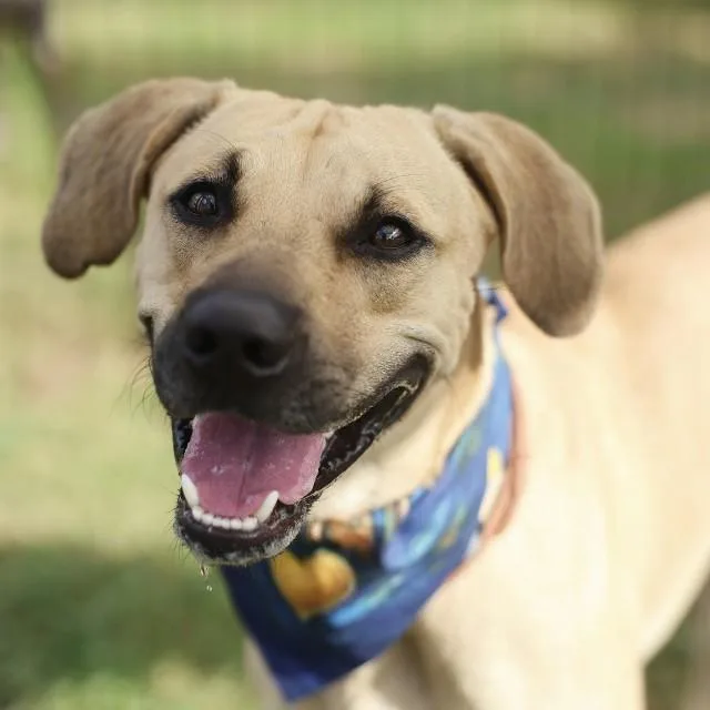 A young large-sized male Shepherd dog named Baby Boy for adoption in San Antonio, TX