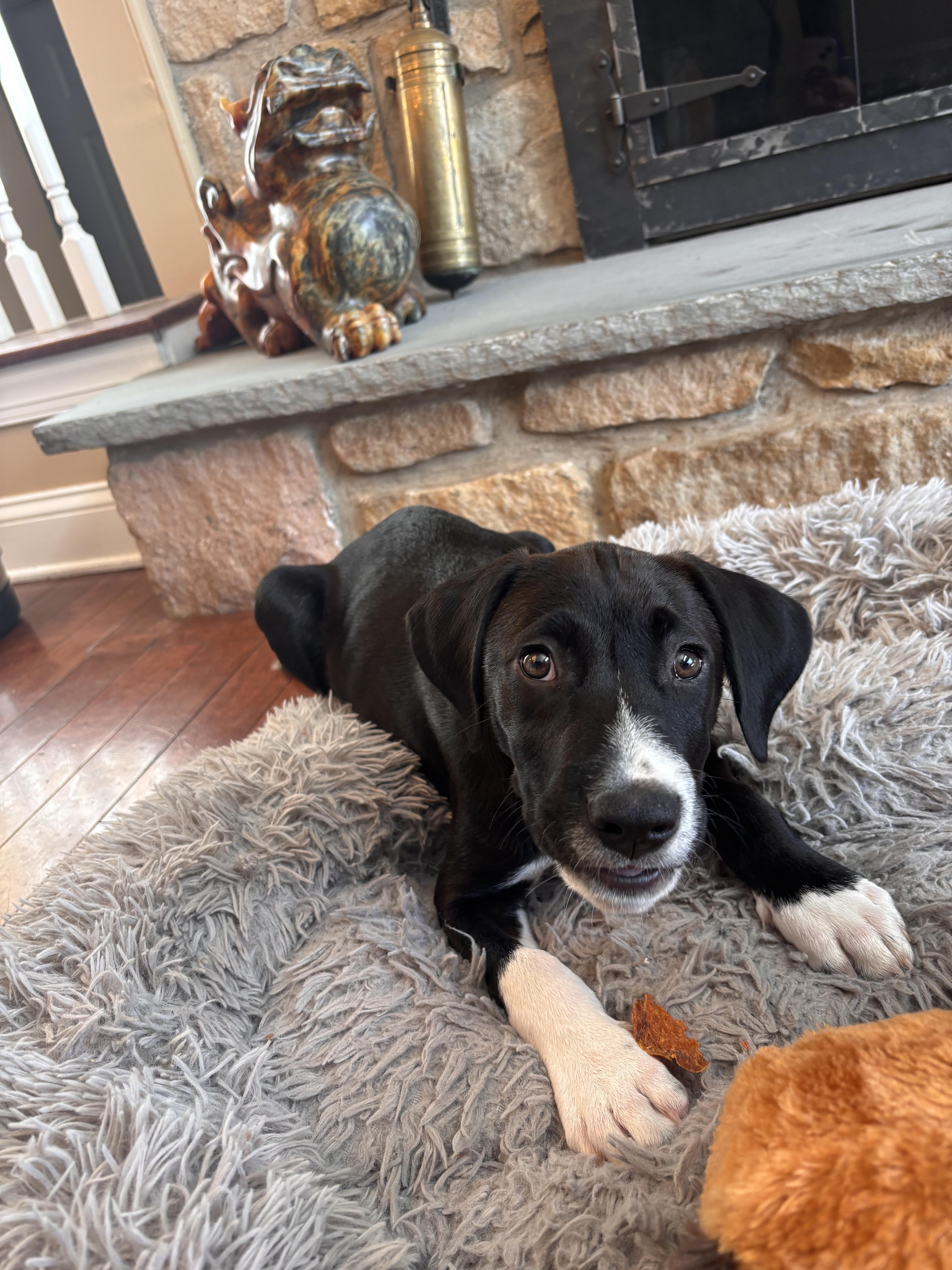 A baby large-sized male Black Labrador Retriever dog named Buford for adoption in Warrington, PA