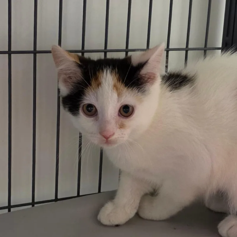 A baby small-sized female Calico Domestic Short Hair cat named Tartlet for adoption in Muncie, IN