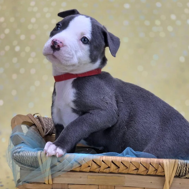 A baby small-sized male Gray / Blue / Silver Pit Bull Terrier dog named Foozie for adoption in East Saint Louis, IL