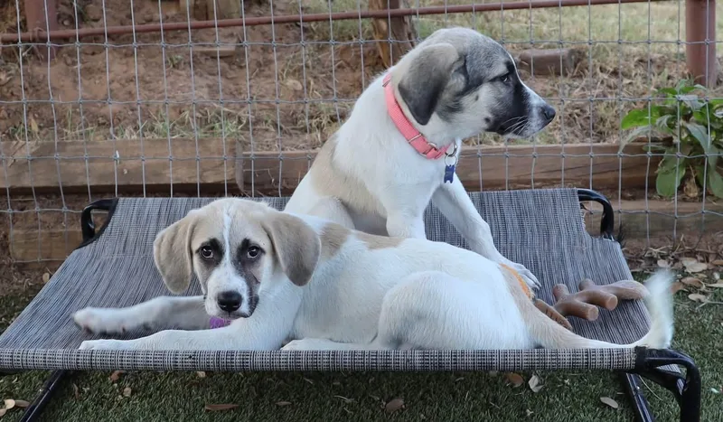 A baby medium-sized female Shepherd dog named Mila for adoption in Southlake, TX