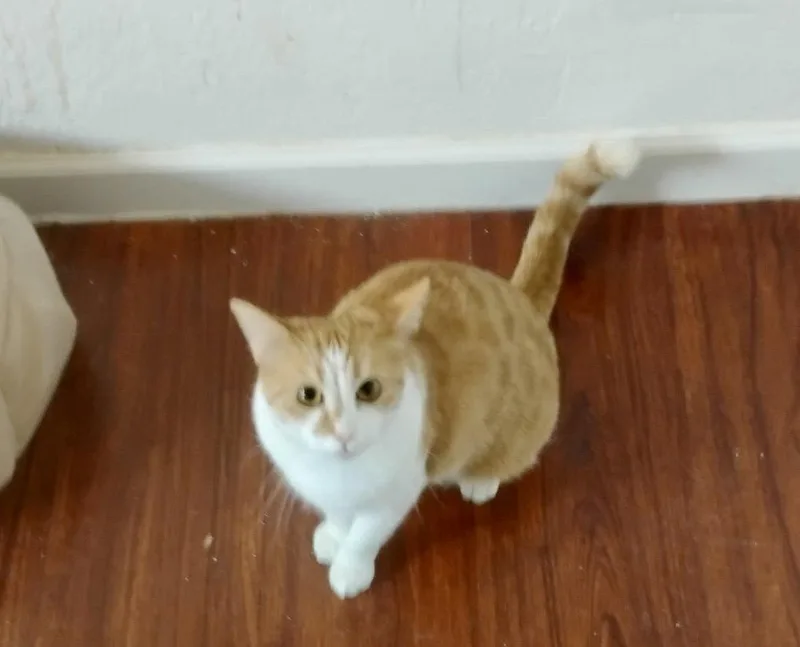 A young medium-sized female Orange & White Domestic Short Hair cat named Gingersnap for adoption in Glendale, AZ