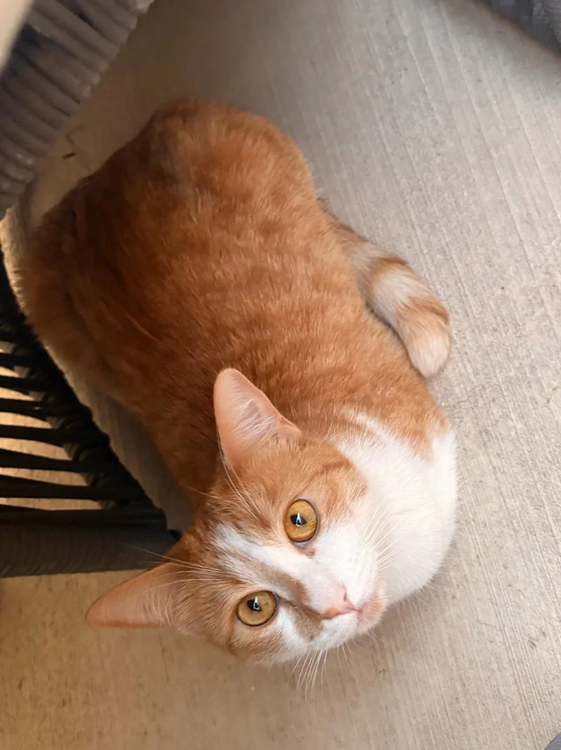 Gingersnap thumbnail 2