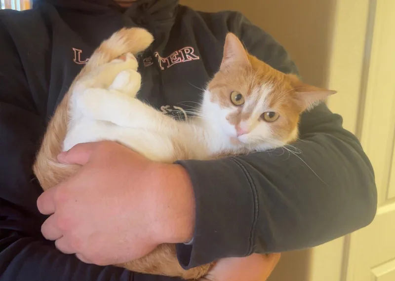 Gingersnap thumbnail 3