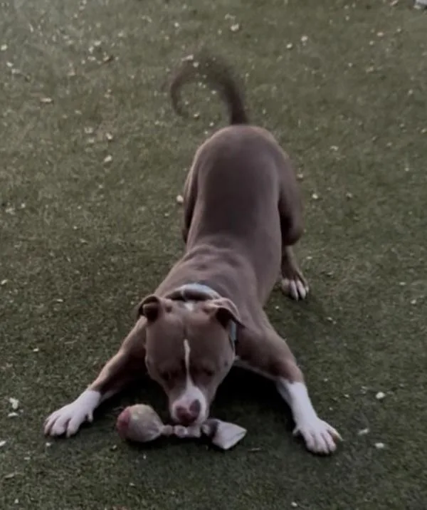 Vittorio thumbnail 2