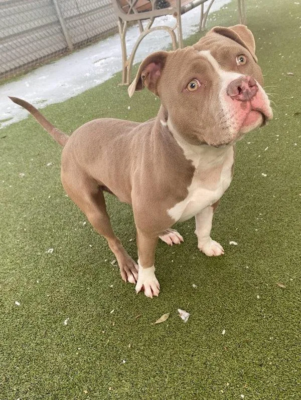 Vittorio thumbnail 3