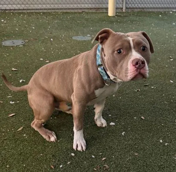 Vittorio thumbnail 4