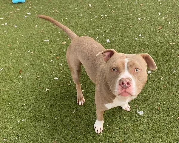 Vittorio thumbnail 5