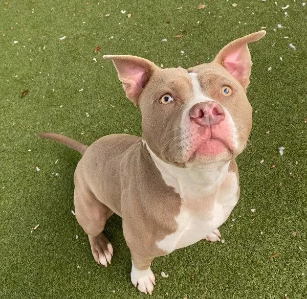 Vittorio thumbnail 6