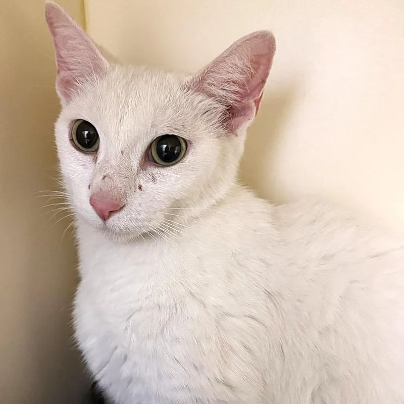 A young medium-sized female White Domestic Short Hair cat named Skyler for adoption in Cooperstown, NY
