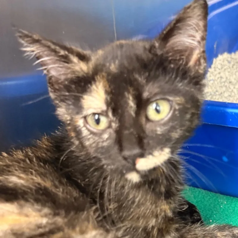 A baby small-sized female Tortoiseshell Domestic Short Hair cat named Penny Lane for adoption in Evansville, IN