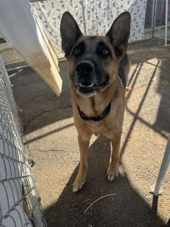 An adult large-sized male German Shepherd Dog dog named A for adoption in Olivehurst, CA