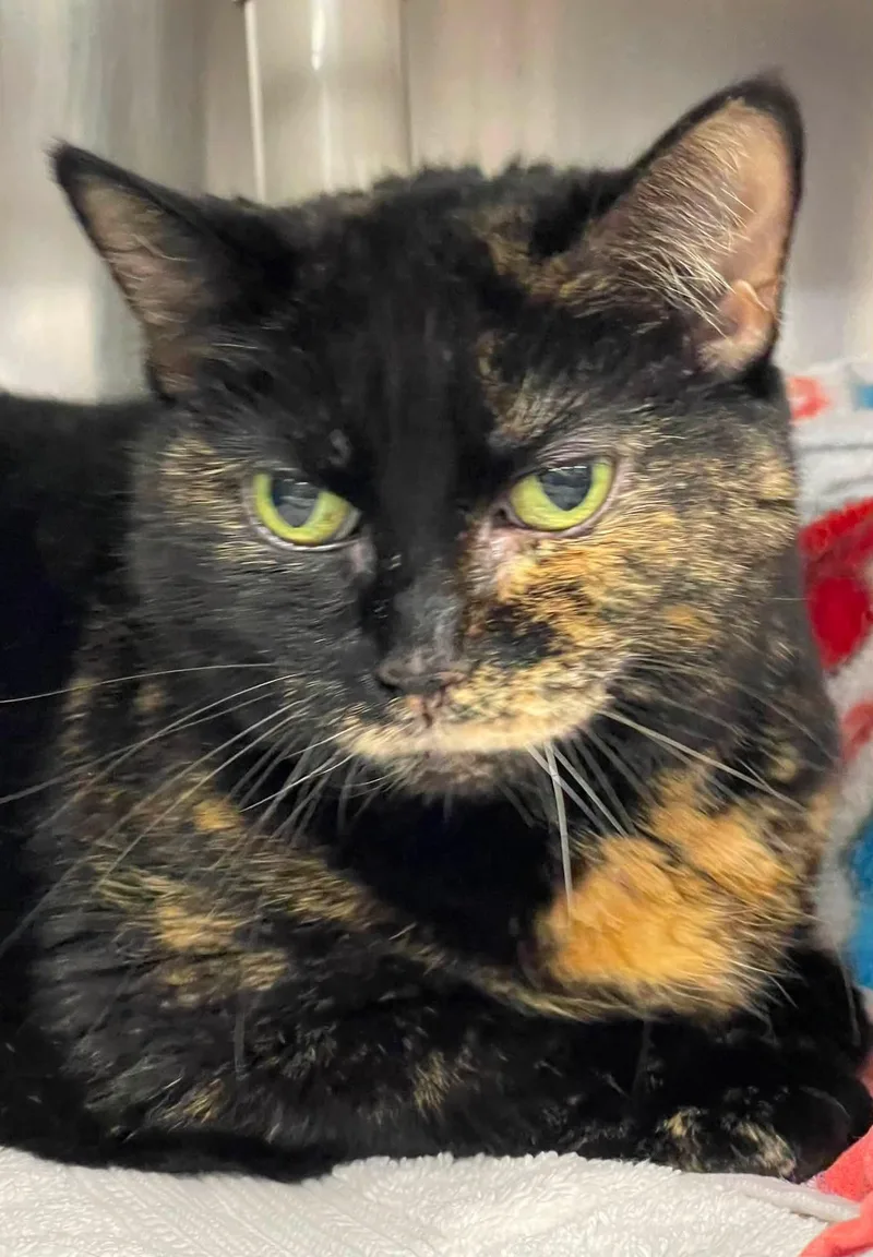 An adult medium-sized female Black Domestic Short Hair cat named Wallis for adoption in Herndon, VA