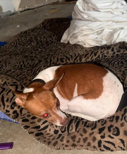 A young small-sized female Chihuahua dog named A for adoption in San Antonio, TX