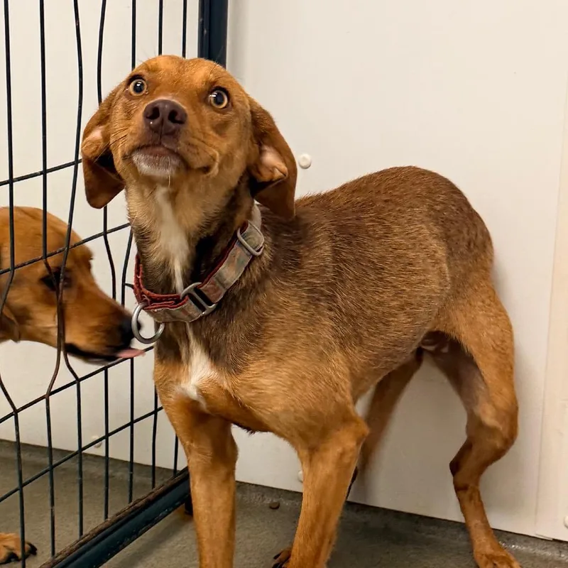 A young medium-sized female Brown / Chocolate Beagle dog named Sprinkle for adoption in Rocky Mount, VA