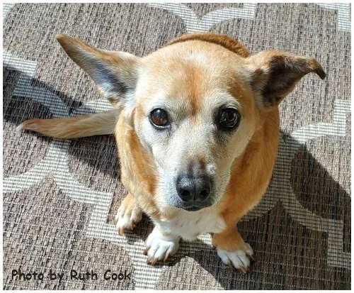 A senior medium-sized female Terrier dog named Trixie for adoption in Oak Ridge, TN