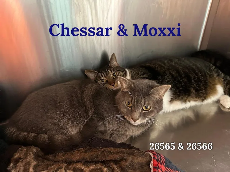 An adult large-sized male Tabby (Brown / Chocolate) Domestic Short Hair cat named Chessar And Moxxi  for adoption in Oak Ridge, TN