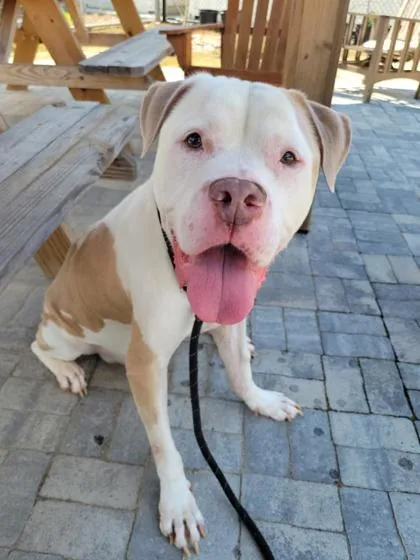 An adult medium-sized male Mixed Breed dog named Ceaser for adoption in Atlanta, GA
