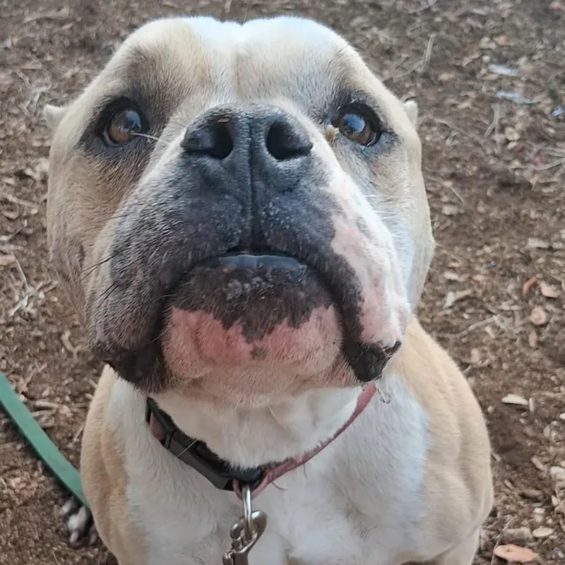 An adult medium-sized female Apricot / Beige English Bulldog dog named Fern for adoption in West Palm Beach, FL