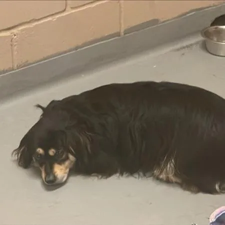 An adult medium-sized male Black Mixed Breed dog named Sombr for adoption in Redmond, WA